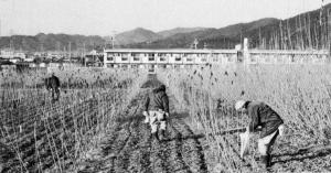 分布調査（惣社地籍での表面遺物採集）