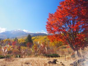 乗鞍高原の紅葉