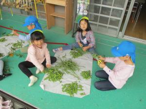 枝豆の収穫