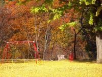 銀色のイチョウのじゅうたん　児童遊園