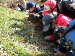 日当たりのよい道端に咲く植物を観察する子どもたち