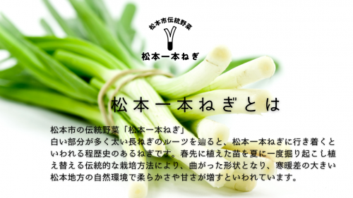 HP用松本一本ねぎ