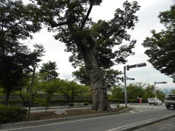 松本神社の御神木写真