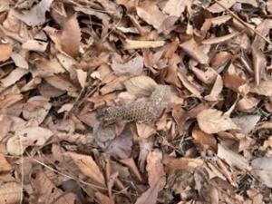 冬の自然観察会2