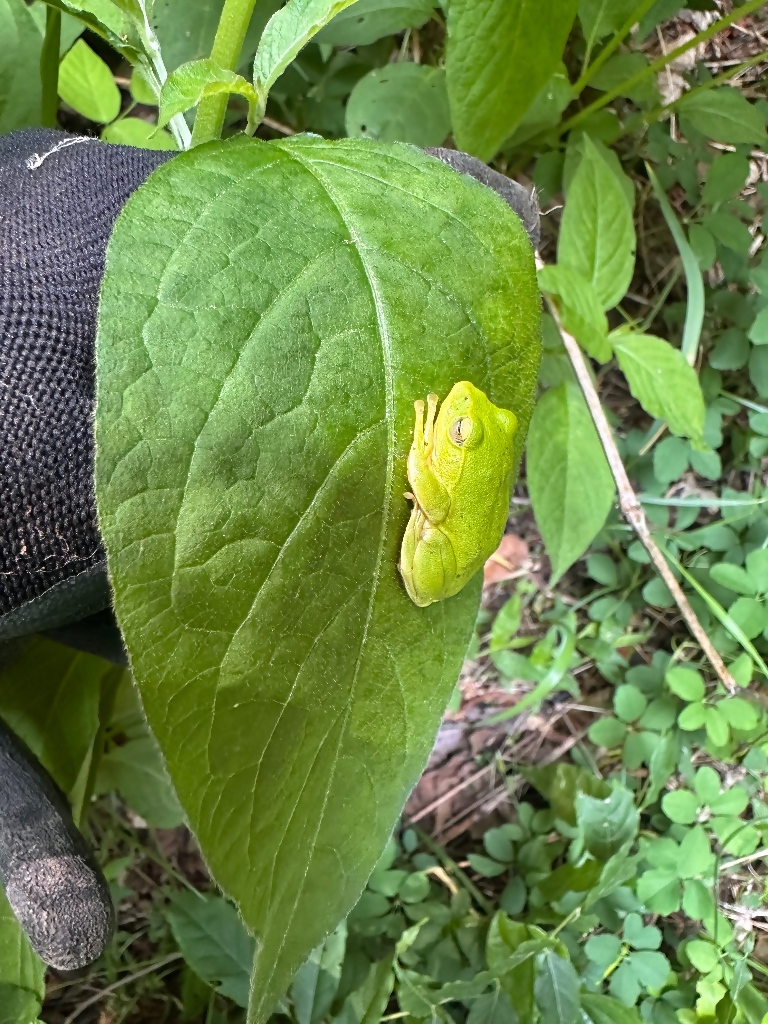 シュレーゲルアオガエル