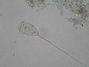 ボルティセラの写真