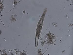 スピロストムムの写真