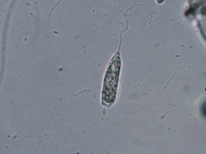 ペラネマの写真