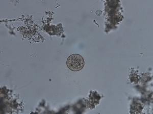 アルセラの写真