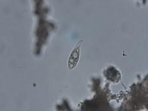 リトノトスの写真