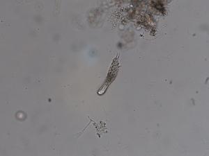 カエトノツスの写真