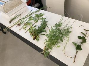 女鳥羽川でとれた植物たち