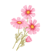 お花