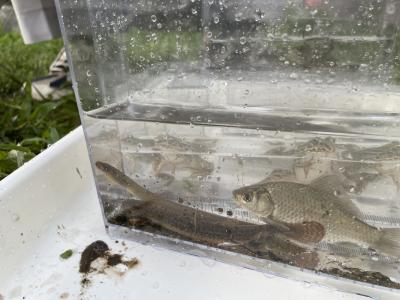水生生物観察3