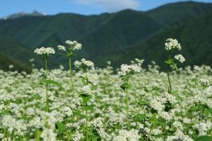 奈川のそば畑