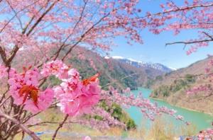 奈川の御殿桜