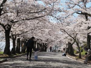 城山公園　桜の回廊