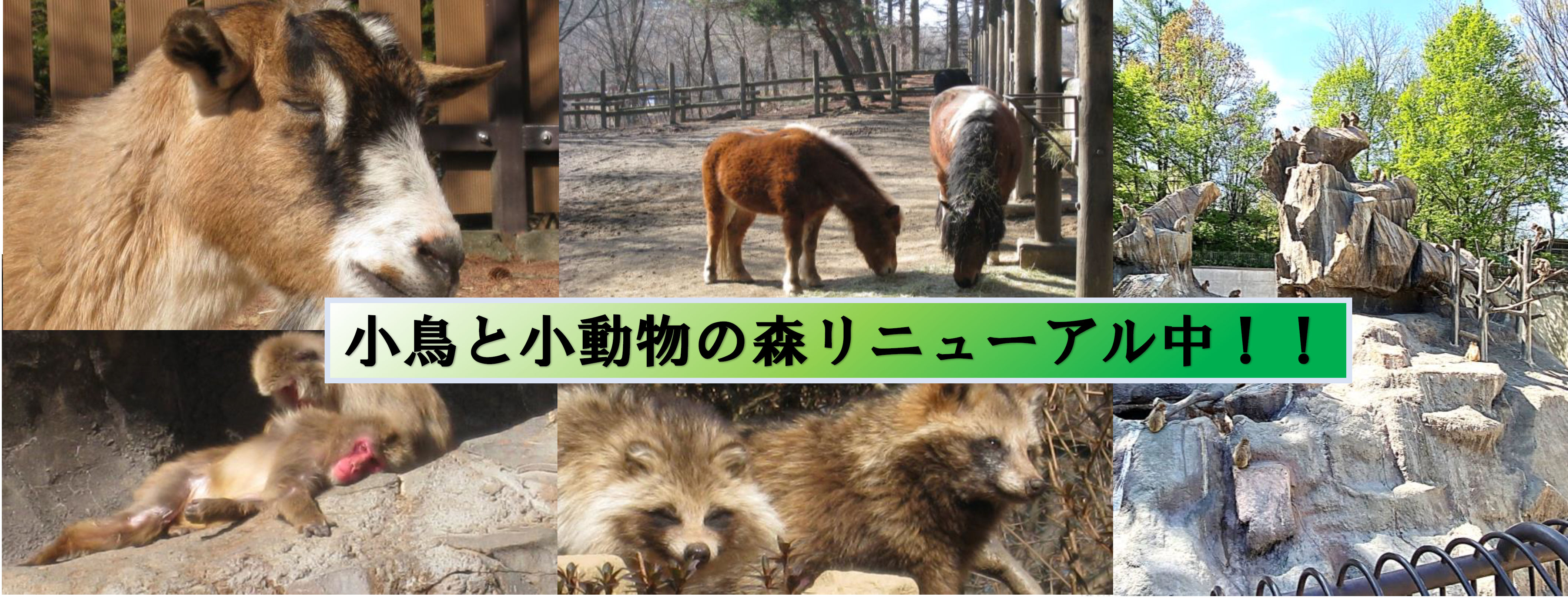 小鳥と小動物の森大規模改修工事