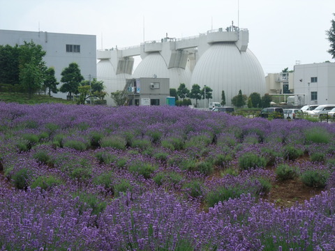 ラベンダーと宮渕